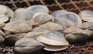 三番瀬みなとやホンビノス貝